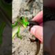Catching CUTE Lizards With My Bare Hands! #shorts