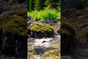 Cats jumping #cat #pets #animals #ai #aishorts #aivideo #shortvideo