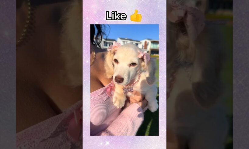 Choose your dog 🦴🐕😊 #aesthetic #dogs #cute #puppies #doglover #cutepets #trending #shorts #viral