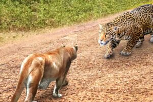 Cougar vs Jaguar | Rare Animal Fights Caught on Camera