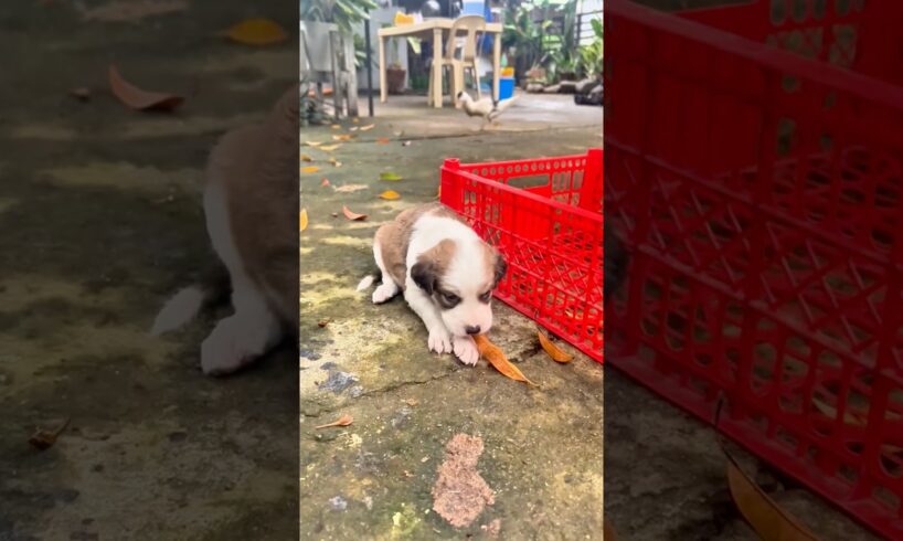 Could These Be the Cutest Puppies Playing Ever? #trending #cute #shortvideo #shorts #dogs