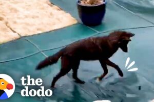 Coyote Spotted Playing With Neighborhood Dogs Meets Another Coyote | The Dodo