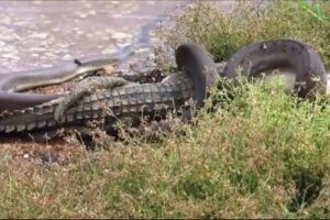 Craziest Animal Fights Caught On Camera! Animals Documentary 2025