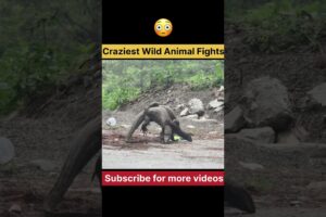 Craziest Wild Animal Fights😱😳