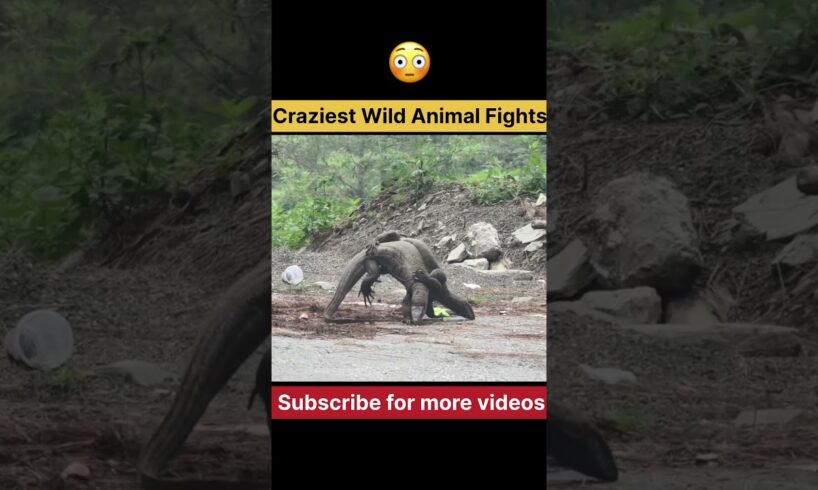 Craziest Wild Animal Fights😱😳