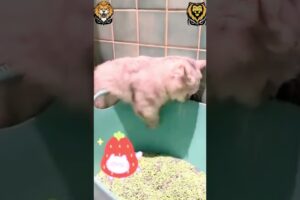 Crazy Pets Doing The Dumbest Things 🐕🤪 | Viral Animal Fails!😇