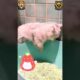 Crazy Pets Doing The Dumbest Things 🐕🤪 | Viral Animal Fails!😇