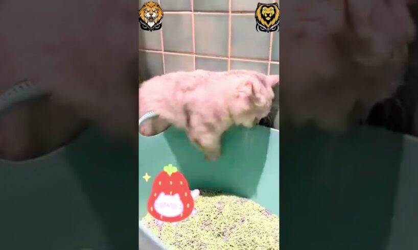 Crazy Pets Doing The Dumbest Things 🐕🤪 | Viral Animal Fails!😇