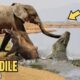 Crocodile Goes Berserk! 🐊💥 Shocking Animal Battles Caught on Camera!