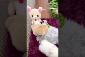 Cute Dog Collection, The World’s Cutest Puppies #dog #puppies #puppy #video #cute #cutest