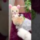 Cute Dog Collection, The World’s Cutest Puppies #dog #puppies #puppy #video #cute #cutest