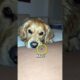 Cute Dog Fights a Bug 😂