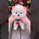 🥰 Cute Funny Pomeranian puppies shorts video #shorts #viral #cutedog #puppies #price #pomeraniandog