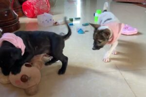 Cute Puppies' Funniest Playtime Ever! You Won't Stop Smiling