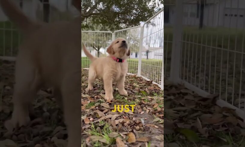 🌟Cute Puppies! 🥰Puppies Playground Adventure & ❤️Unforgettable Cuteness! #Babydog #cutepuppybarking