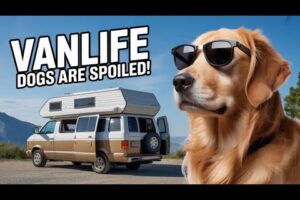 Cute Puppies in Van Life Adventure!  Playing, Exploring, & Having FUN! | #VanLifeDogs