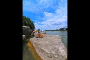 Cute Puppies 🥰♥ super funny Corgi ♥ #shorts #2025