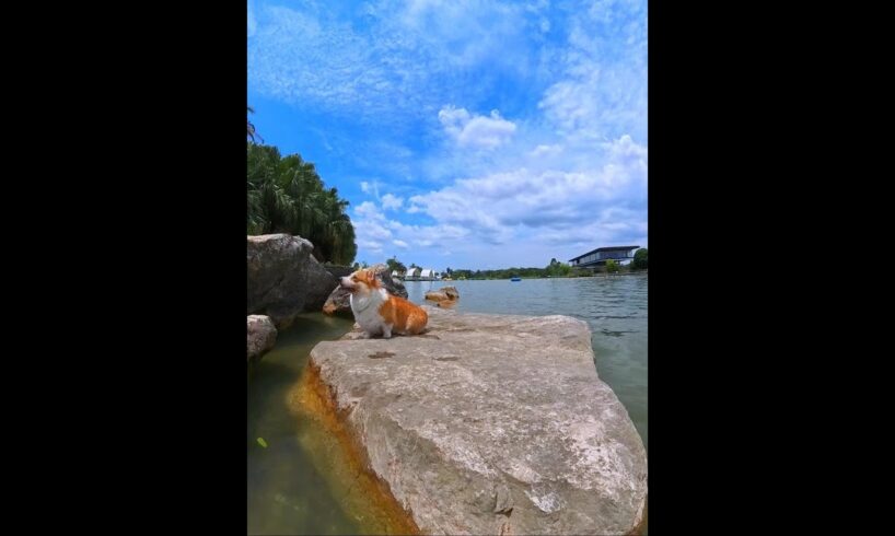 Cute Puppies 🥰♥ super funny Corgi ♥ #shorts #2025