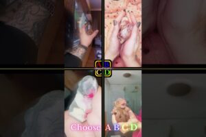 Cute Puppies!!! | toyypodle72 vs spunky.chi.girl vs bulldog vs dachshun #shorts #puppy #cutepuppies