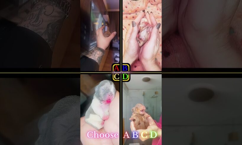 Cute Puppies!!! | toyypodle72 vs spunky.chi.girl vs bulldog vs dachshun #shorts #puppy #cutepuppies