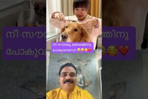 Cute Puppies❤️🐕🥰 പപ്പി പിണങ്ങി പോയി 😂❤️ #pets  #petlover #petcare #ytfeed #ytshortsviral