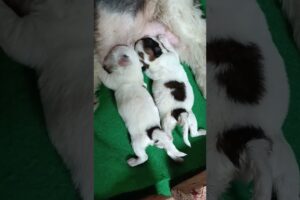 Cute Shih Tzu Puppies #abhaypetlover #puppy #dogbreed #shorts #tranding #youtubeshorts