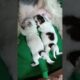 Cute Shih Tzu Puppies #abhaypetlover #puppy #dogbreed #shorts #tranding #youtubeshorts