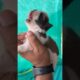 Cute Shihtzu Puppies 🥰 Home Delivery