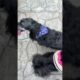 Cute puppies!