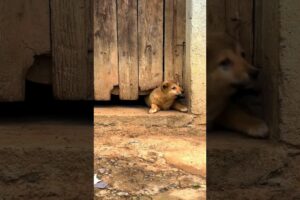 Cute puppies Enjoying😊 #cute #cuteanimal #cutepet #puppylife #puppies #viral #shorts