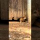 Cute puppies Enjoying😊 #cute #cuteanimal #cutepet #puppylife #puppies #viral #shorts
