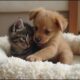 Cute puppies and kittens
