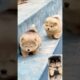 Cute puppies #cutedog #adorable #pets #dog #dogshorts #shortsfeed #viralshort #cute #shorts