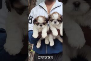🙊 Cute puppies for sale #shorts #short #trending #shihtzu #puppyvideos #viralvideo #youtubeshorts
