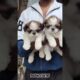 🙊 Cute puppies for sale #shorts #short #trending #shihtzu #puppyvideos #viralvideo #youtubeshorts