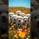 Cute puppies playing in the meadow #puppy #puppies #cuteanimals #dog #cutedog #cat #youtubeshorts