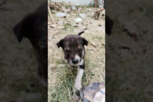 Cute puppies playing together #cute #pets #funny #cuteanimals