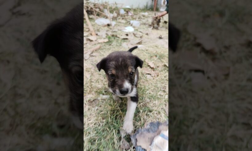 Cute puppies playing together #cute #pets #funny #cuteanimals