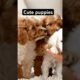 Cute puppies #puppy #dogshorts