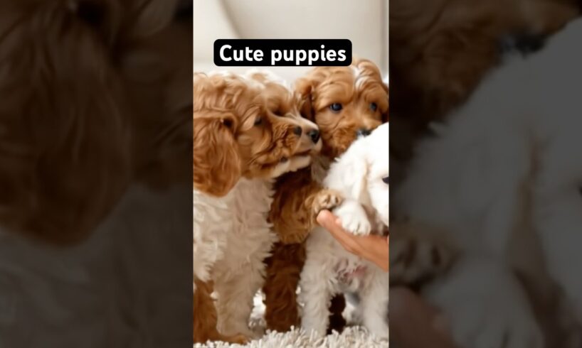 Cute puppies #puppy #dogshorts