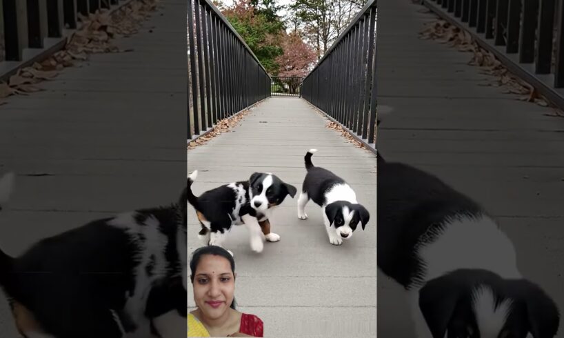 Cute puppies #trendingshorts #shorts #short