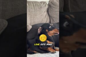 Cutest Dogs Ever Ranked!  #DogLovers #animals #facts