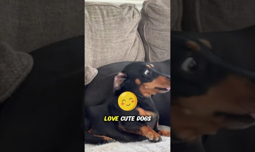 Cutest Dogs Ever Ranked! #DogLovers #animals #facts