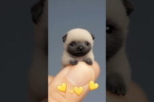 Cutest Mini Puppies Ever Seen! 😍 | #shortsviral