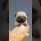 Cutest Mini Puppies Ever Seen! 😍 | #shortsviral