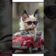 "Cutest Puppies & Kitties Compilation! 🐶🐱 Fun for Kids!"
