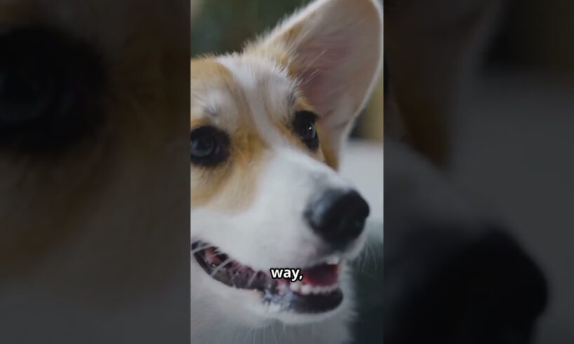 Cutest Puppies #animals #cute #puppy #dogs #dog