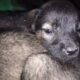 Cutest Puppies in the World – Try Not to Say Aww!
