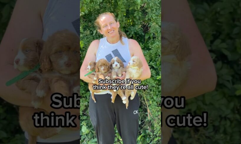 Cutest Puppies! 💚💜💛🤍 #puppy #memes #viralvideo #cute #yellowhearts  #summeronshorts #pets