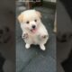 Cutest Puppy Ever? 🐶✨ Just Wait Till You See Him Move! #shorts